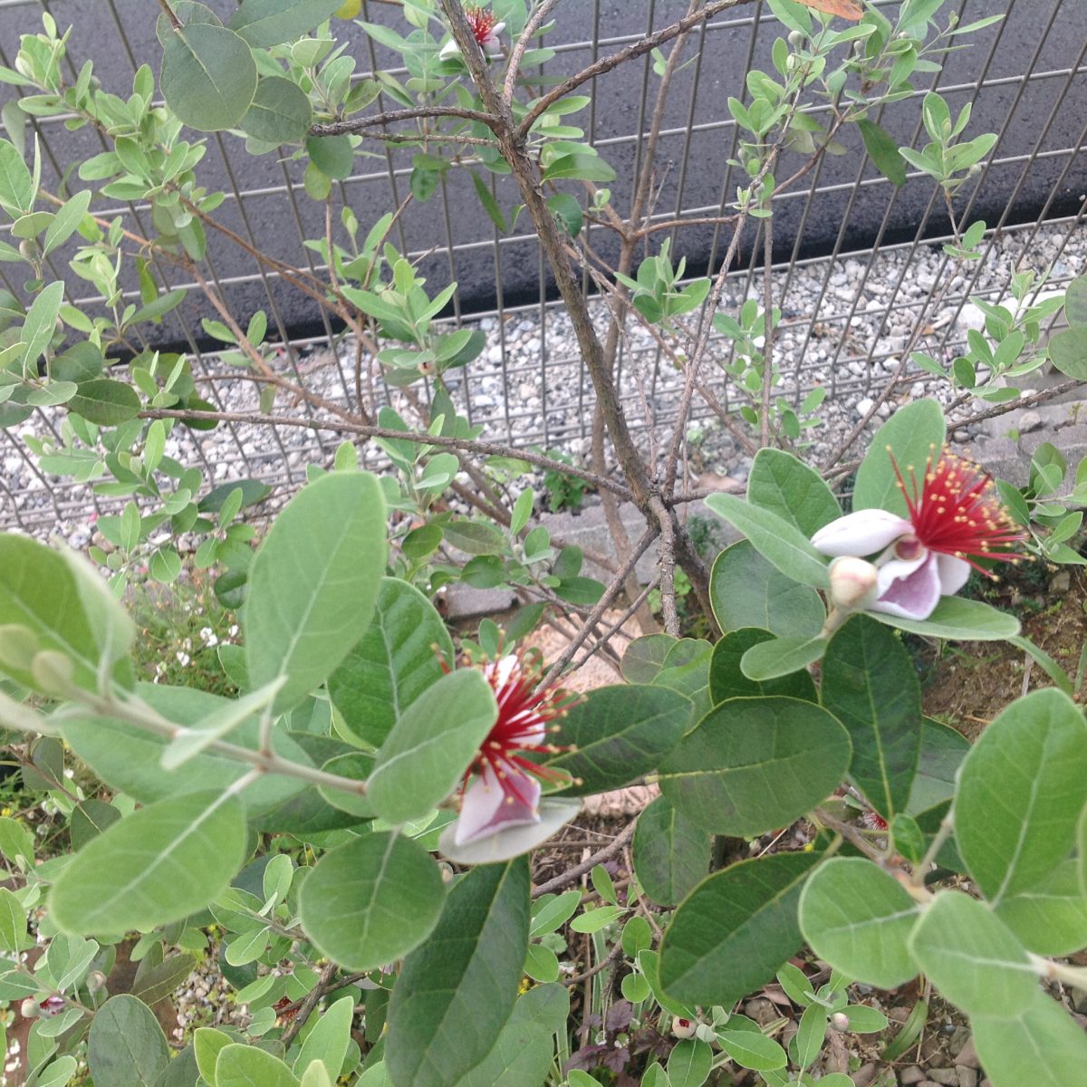 ごま塩君えらい、、、そして、フェイジョアの花が咲いた。