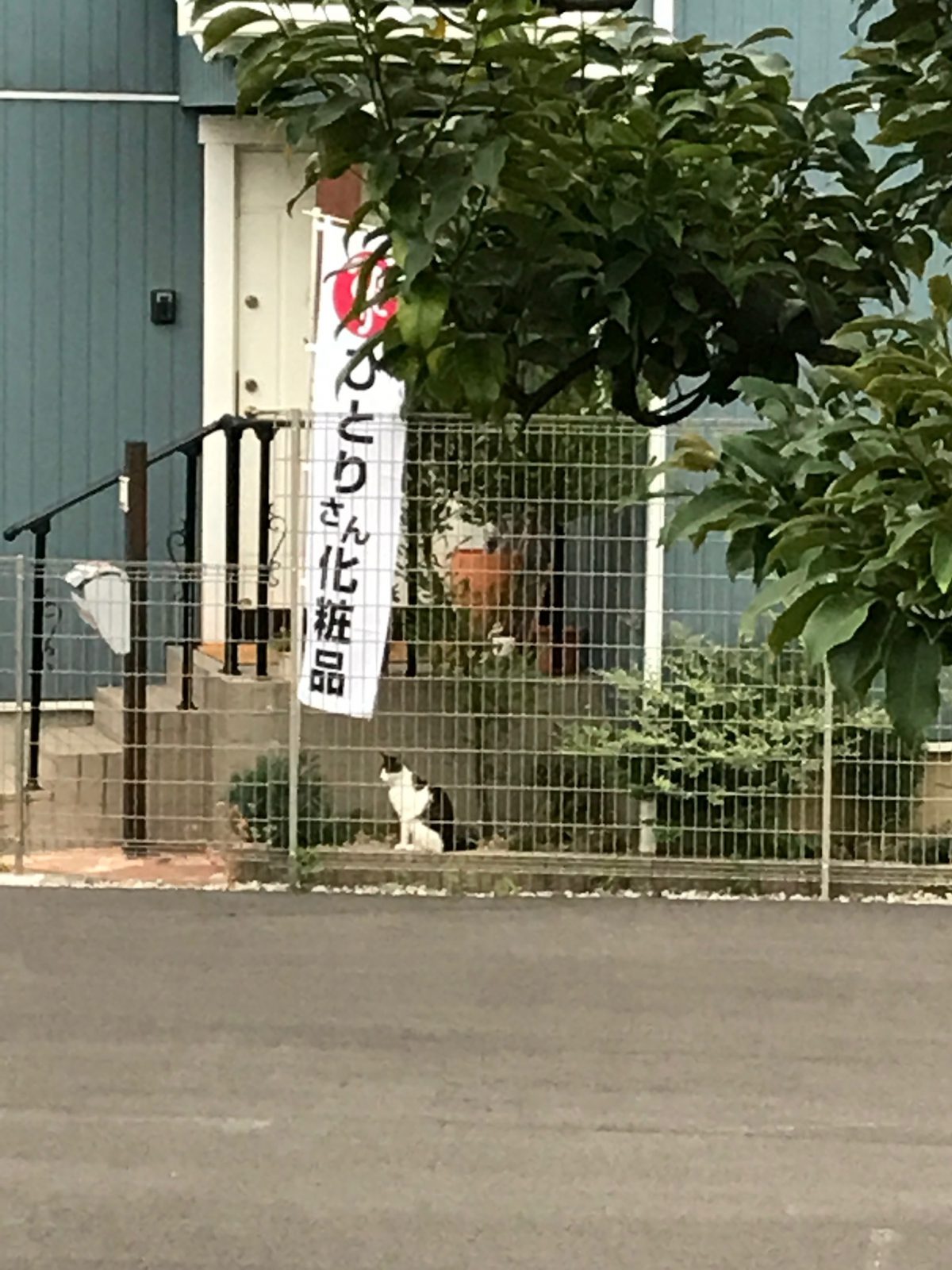 ネコに学ぶ「幸せな生き方」