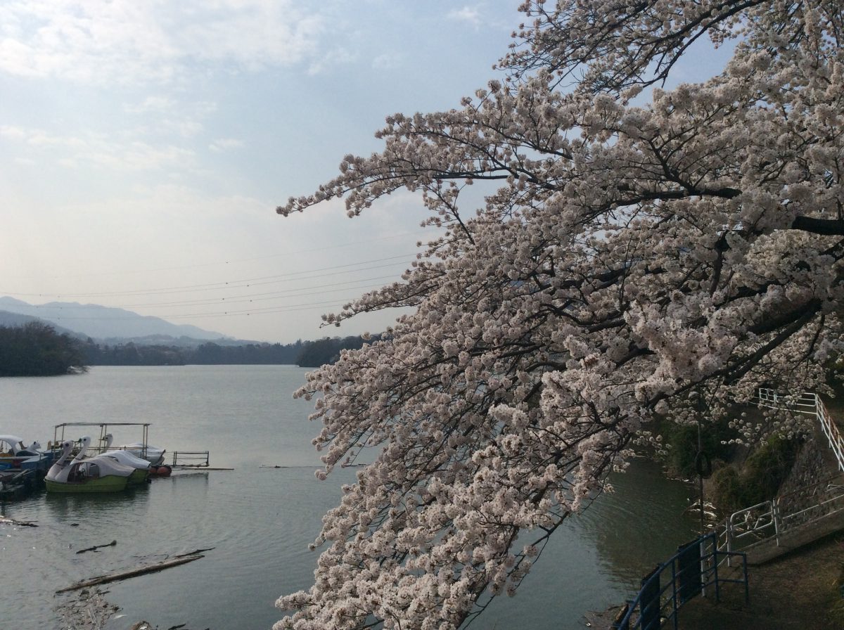 津久井湖までお散歩