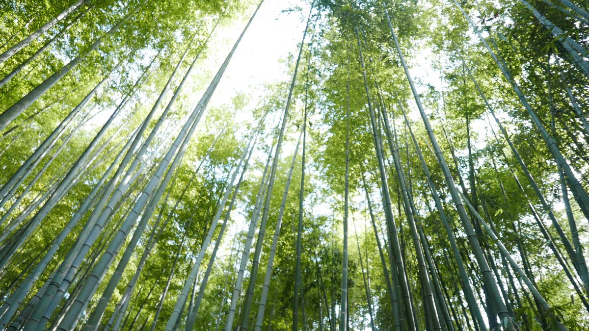 鎌倉小旅行の一日