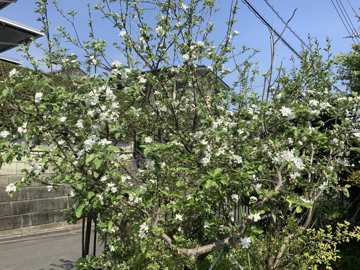 春だ〜〜〜帰ってきたらリンゴの花が咲いていたよ